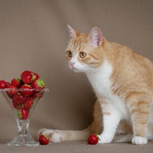 Fotolõuend Sofi maasikatega 45*30cm